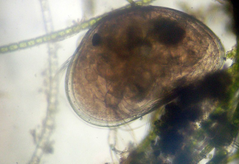 Ostracodi poco seri